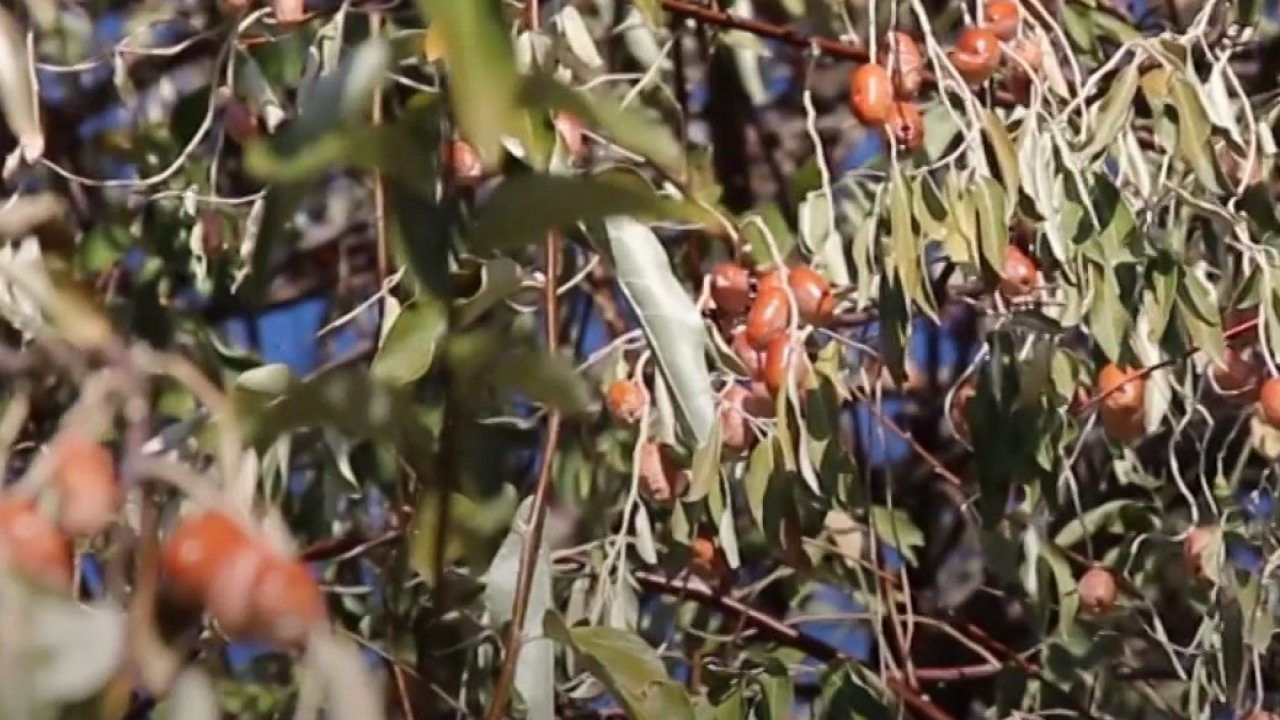Hamileyken iğde yenir mi?