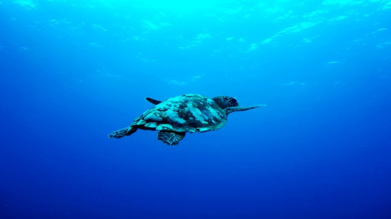 Su Kaplumbağaları Beslenme Tarzı